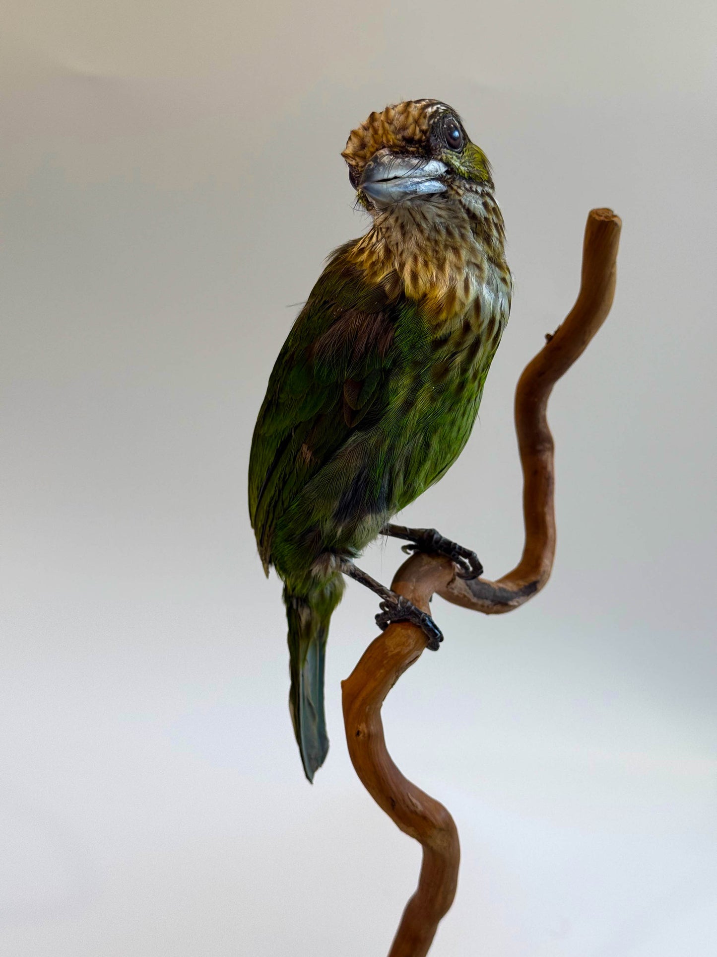Mésange Charbonnière Empaillée Murale À Vendre