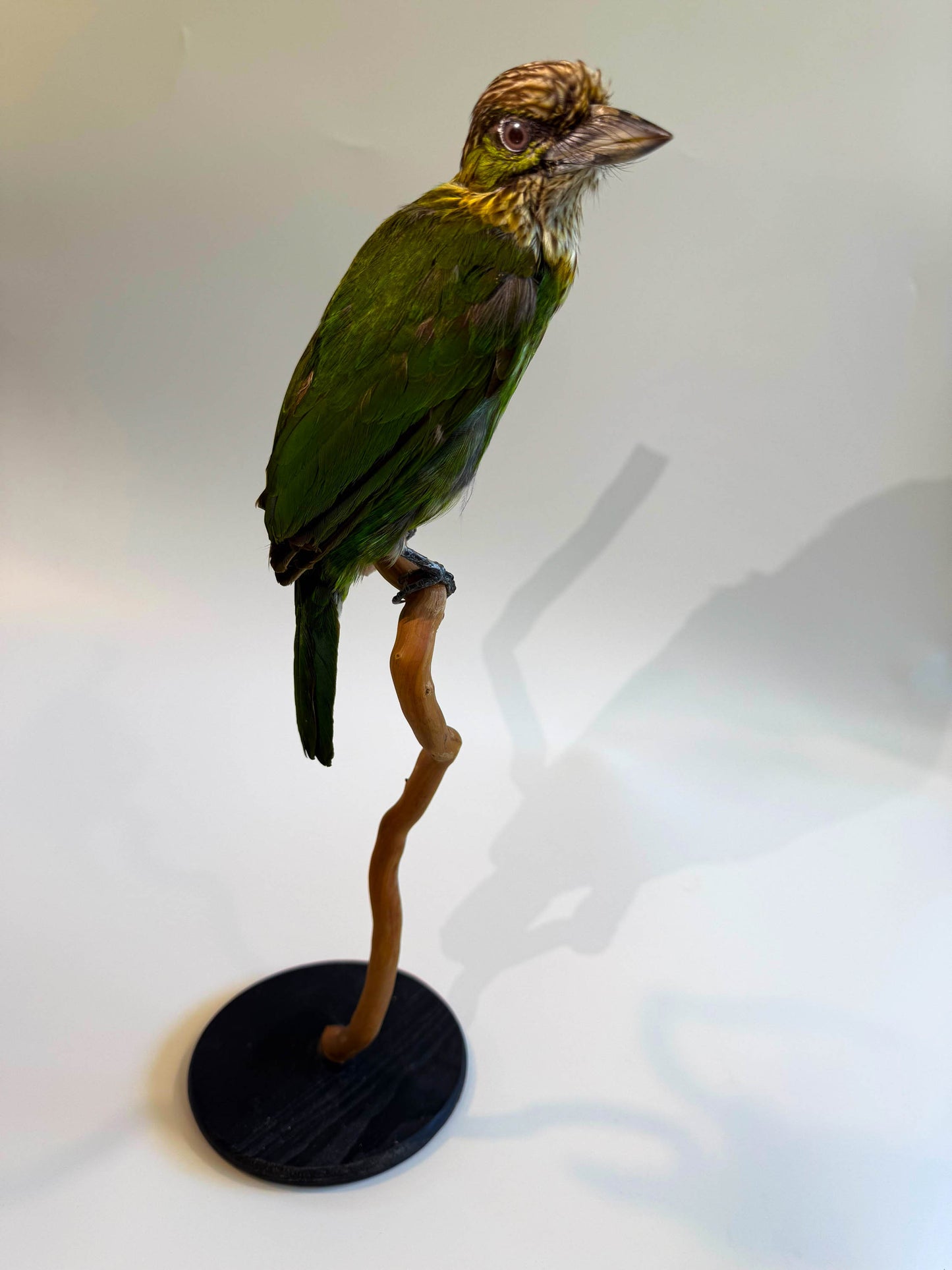 Mésange Charbonnière Empaillée Murale À Vendre