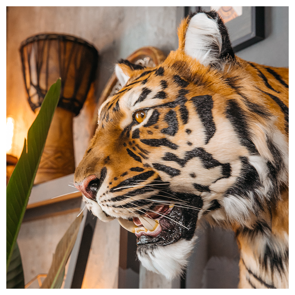 Replica Taxidermy Tiger Head Wall mount Realistic Life size