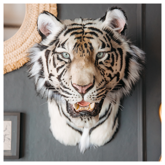 Replica Taxidermy White Tiger Head Wall mount Realistic Life size