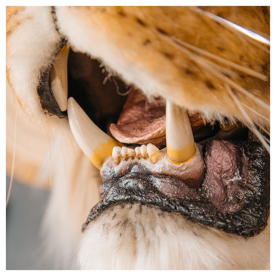 Replica Taxidermy Lion Shoulder Head Wall mount Life size