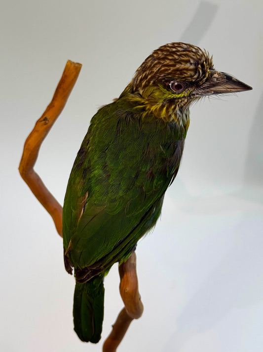 Mésange Charbonnière Empaillée Murale À Vendre