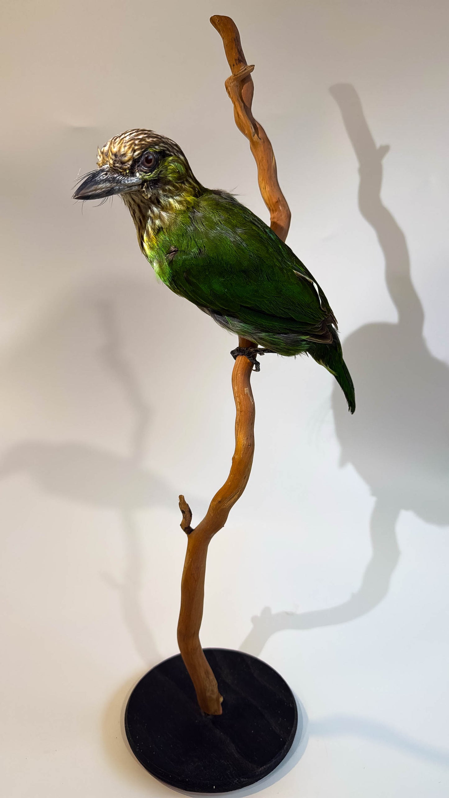 Mésange Charbonnière Empaillée Murale À Vendre