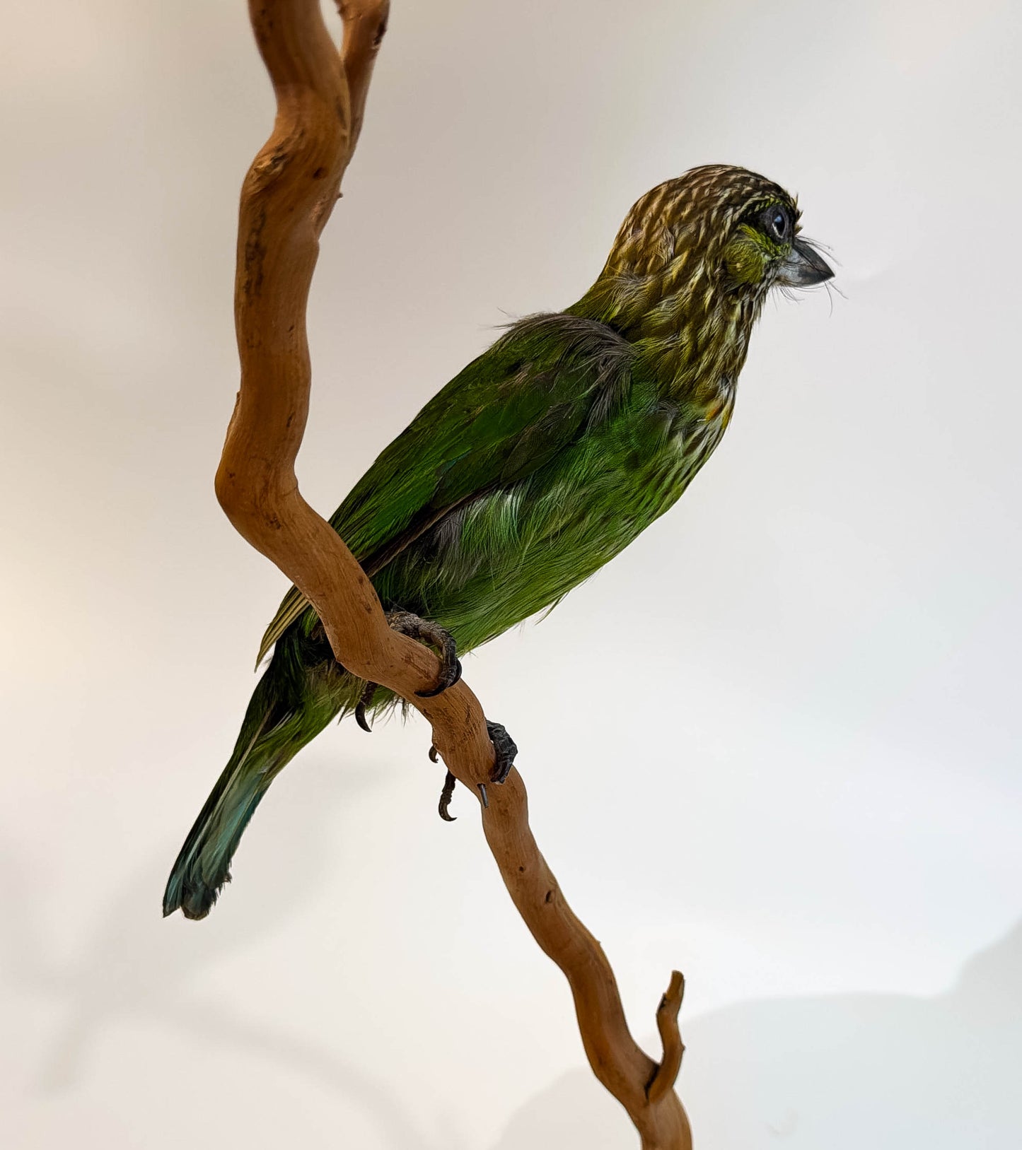 Mésange Charbonnière Empaillée Murale À Vendre