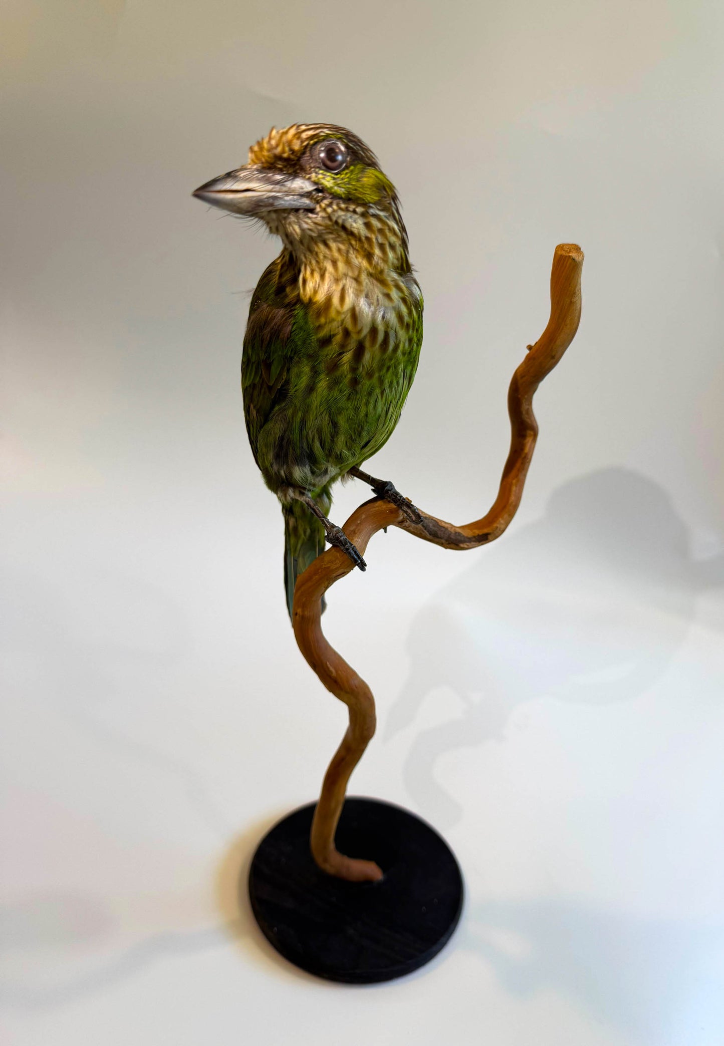 Mésange Charbonnière Empaillée Murale À Vendre