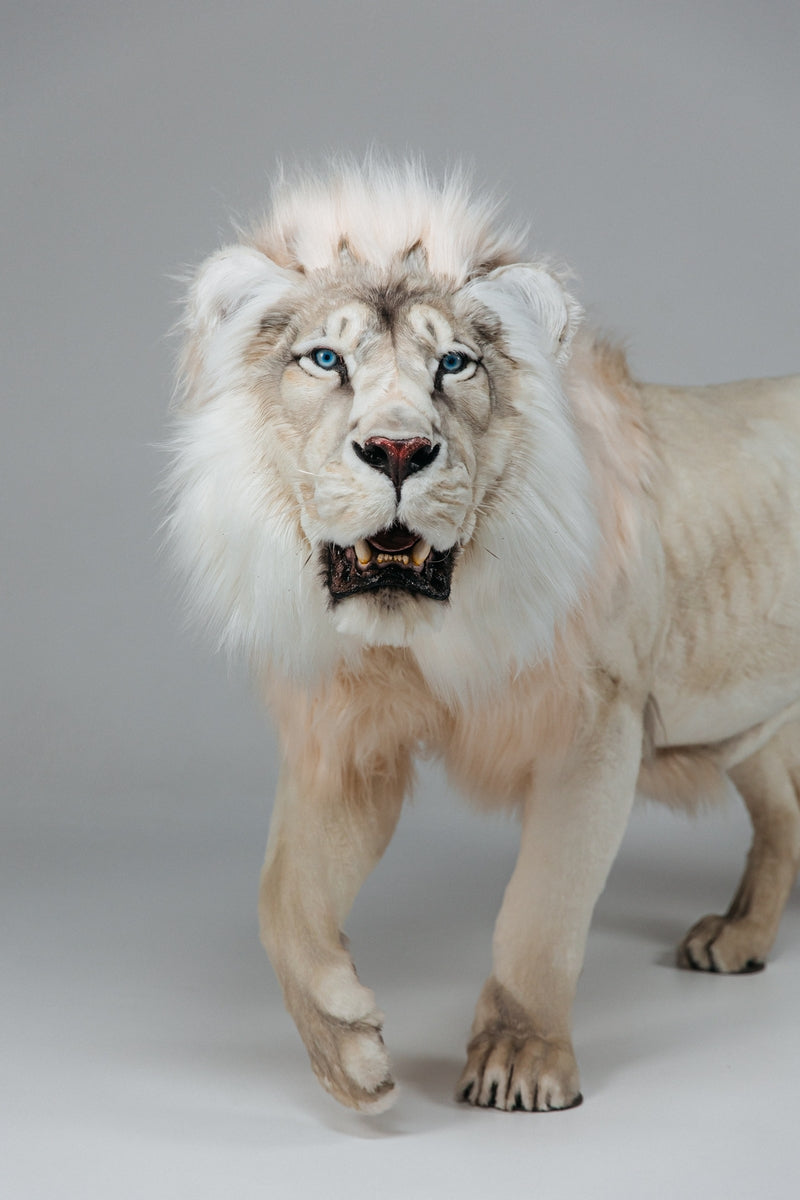 Replica Taxidermy White Lion Life size Standing mount