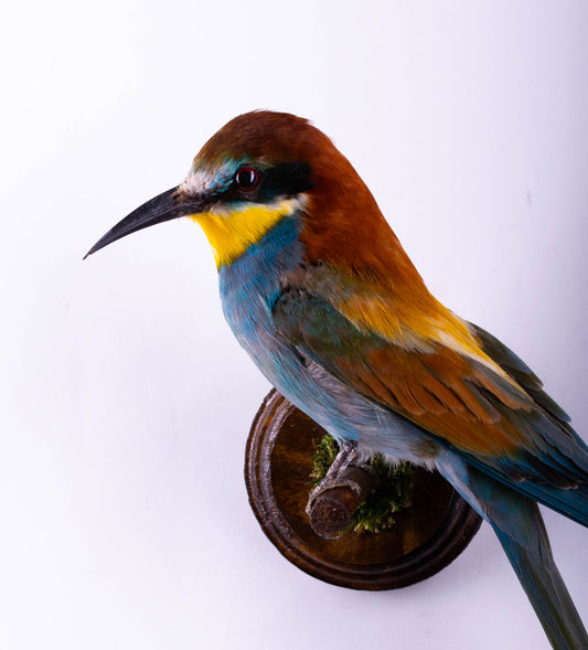 Bee-eater Taxidermy Wall Mount For Sale