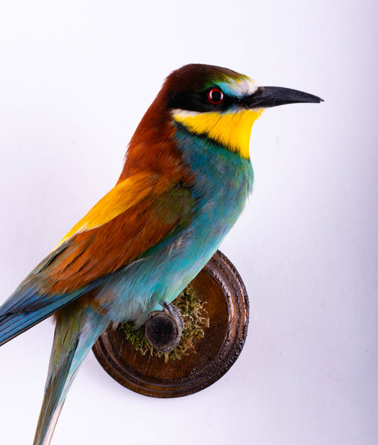Bee-eater Taxidermy Wall Mount For Sale