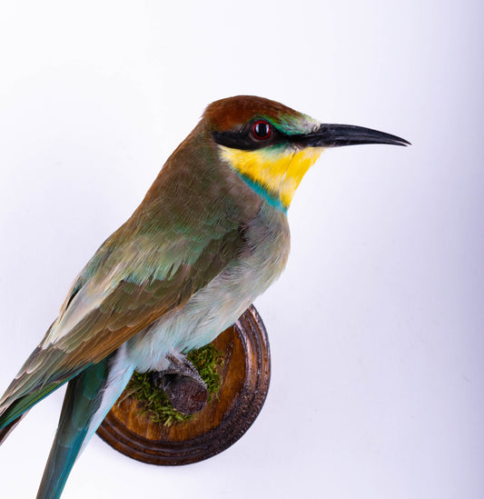 Bee-eater Taxidermy Wall Mount For Sale