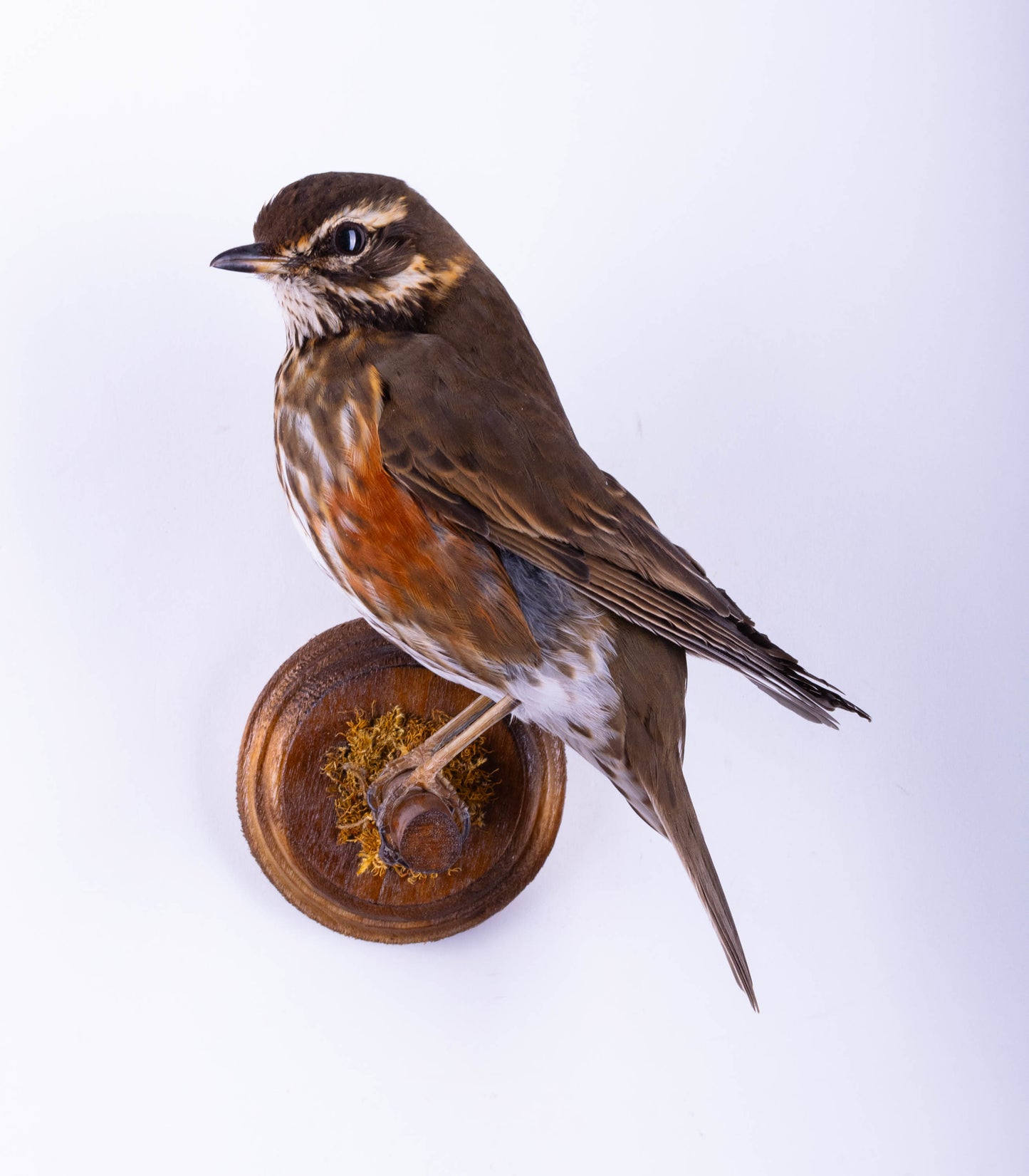 Support mural de taxidermie Redwing à vendre