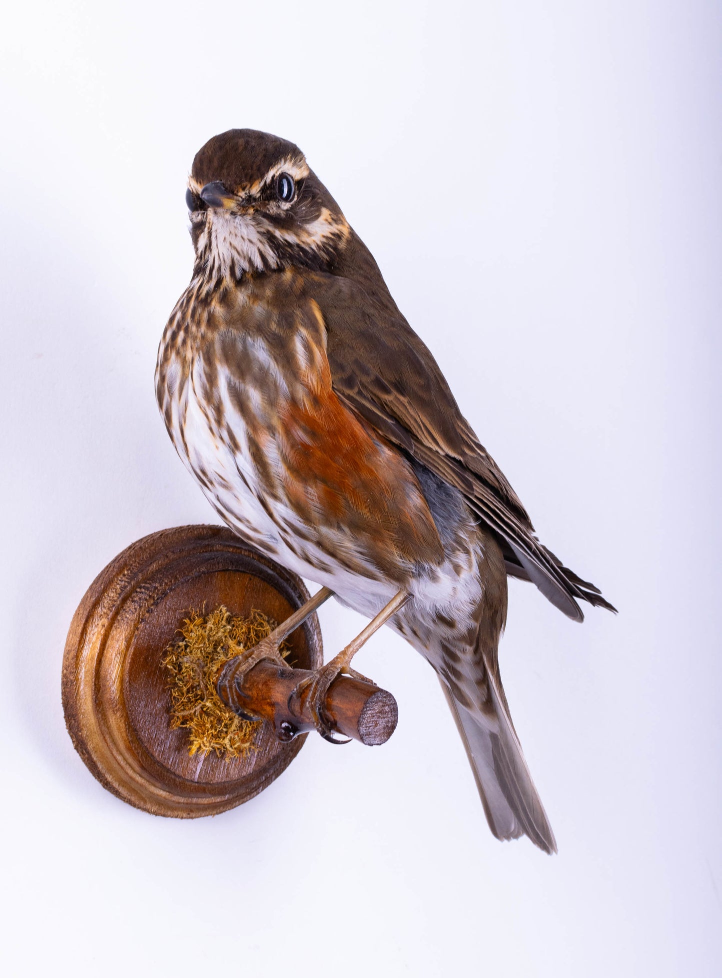 Support mural de taxidermie Redwing à vendre