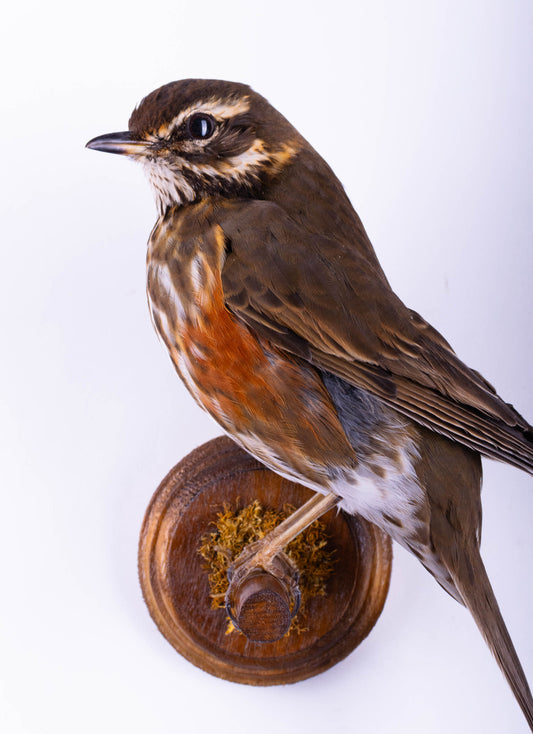 Support mural de taxidermie Redwing à vendre
