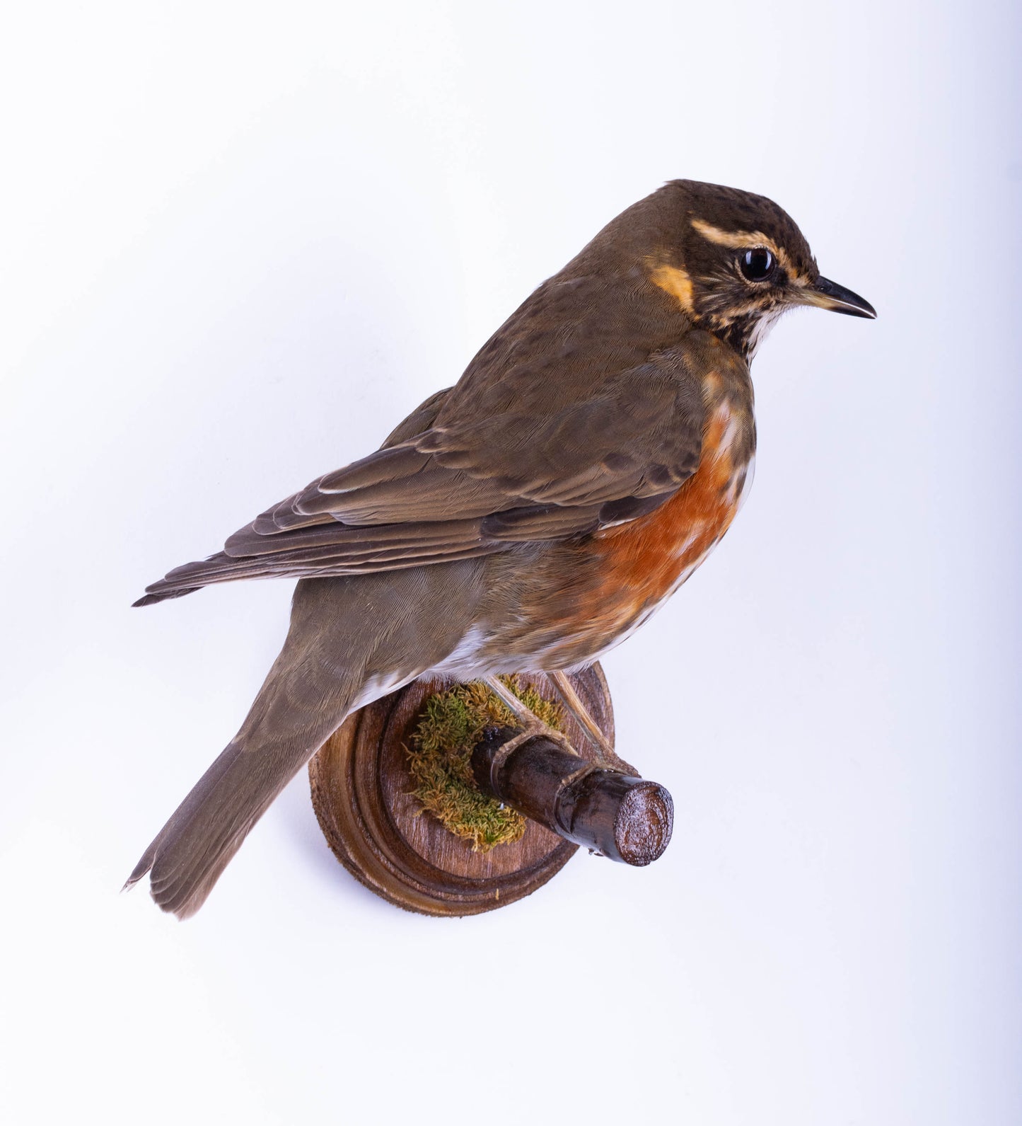 Support mural Redwing Taxidermie à vendre