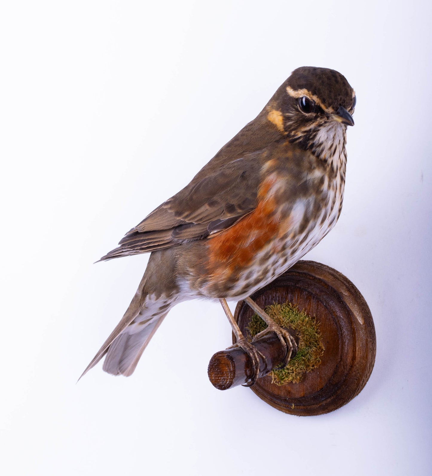 Support mural Redwing Taxidermie à vendre