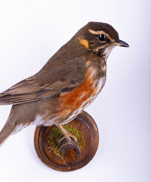 Support mural Redwing Taxidermie à vendre