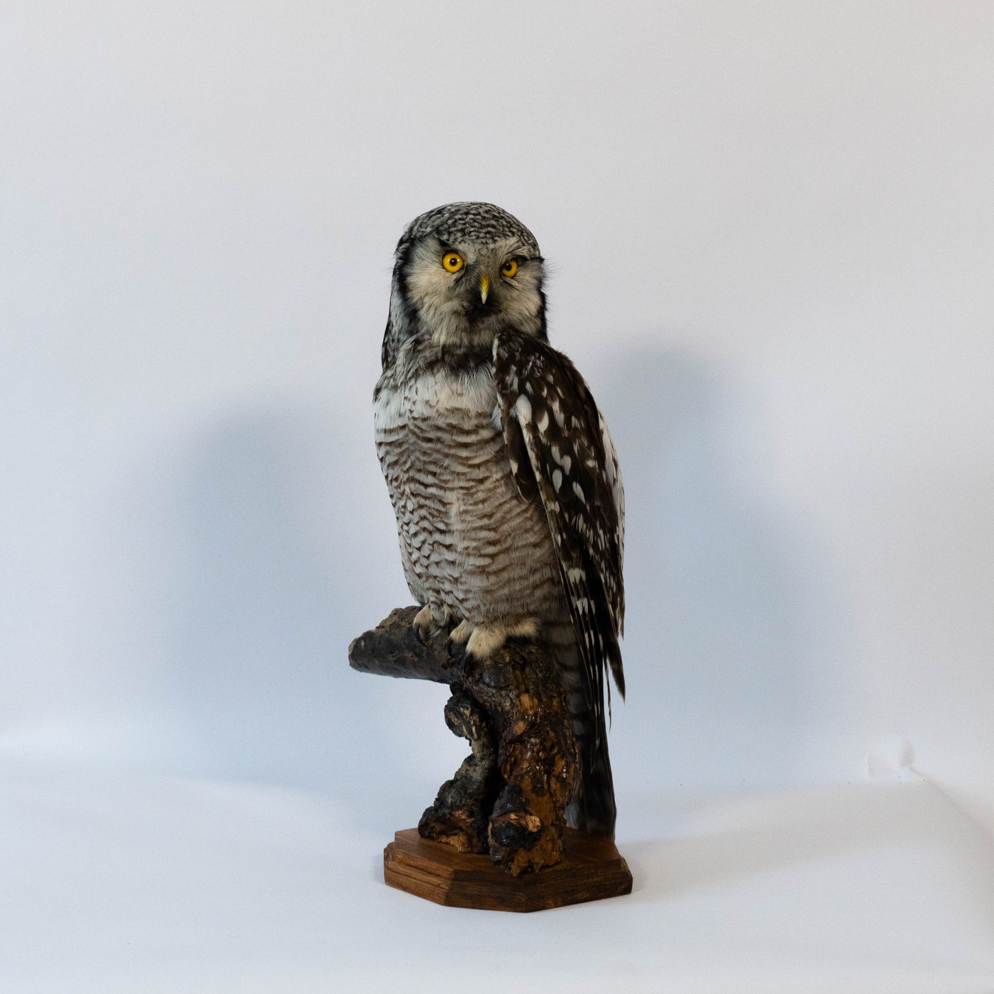Hibou moyen-duc naturalisé pour fixation murale à vendre