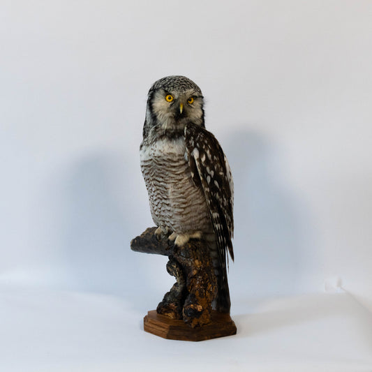 Hibou moyen-duc naturalisé pour fixation murale à vendre