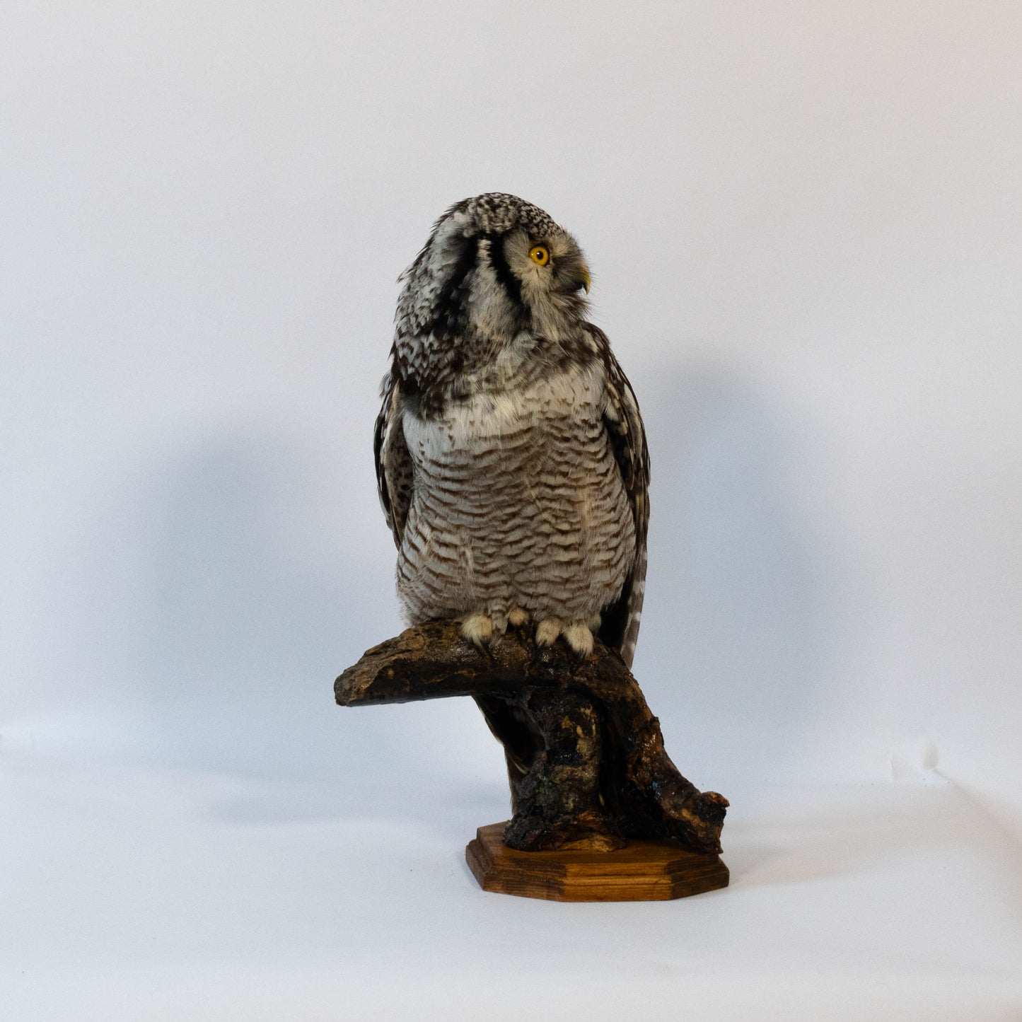 Hibou moyen-duc naturalisé pour fixation murale à vendre