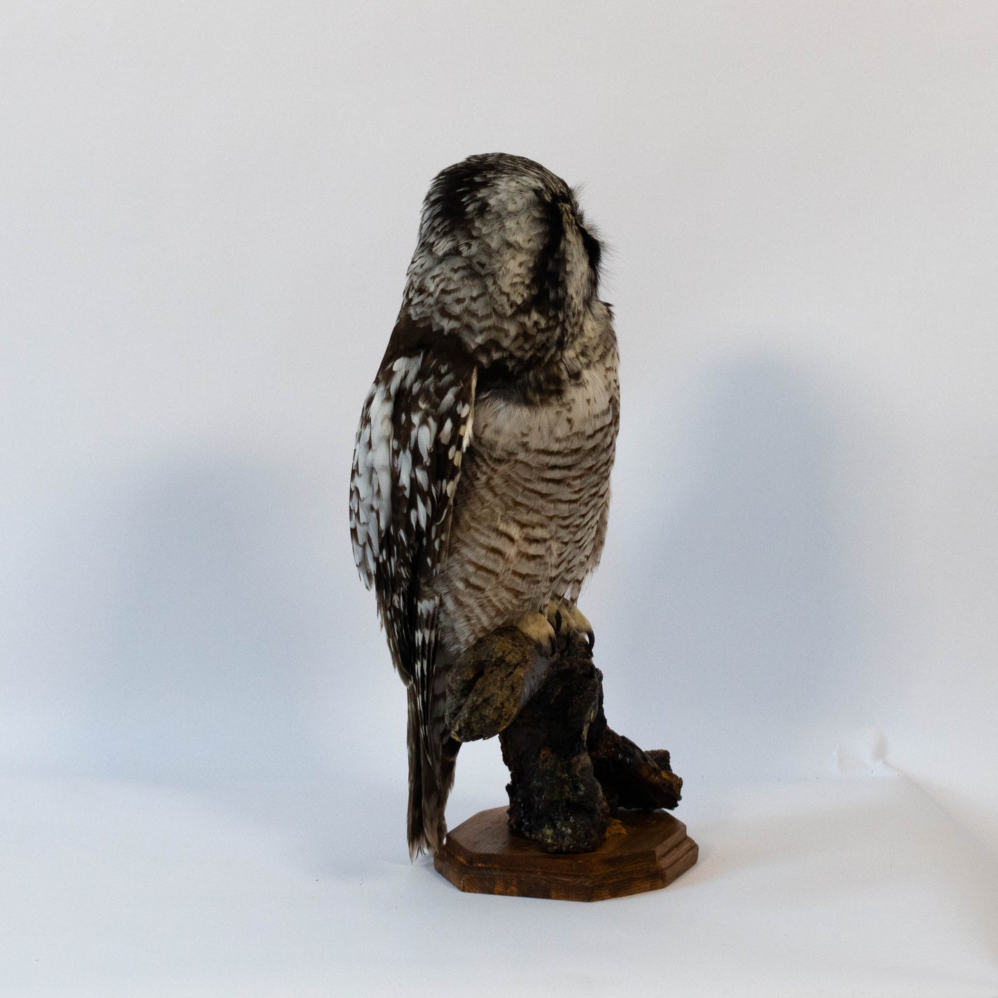 Hibou moyen-duc naturalisé pour fixation murale à vendre