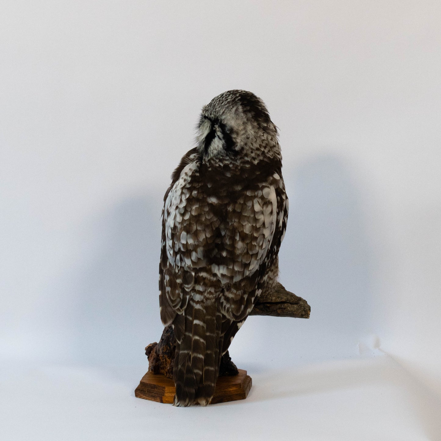 Hibou moyen-duc naturalisé pour fixation murale à vendre