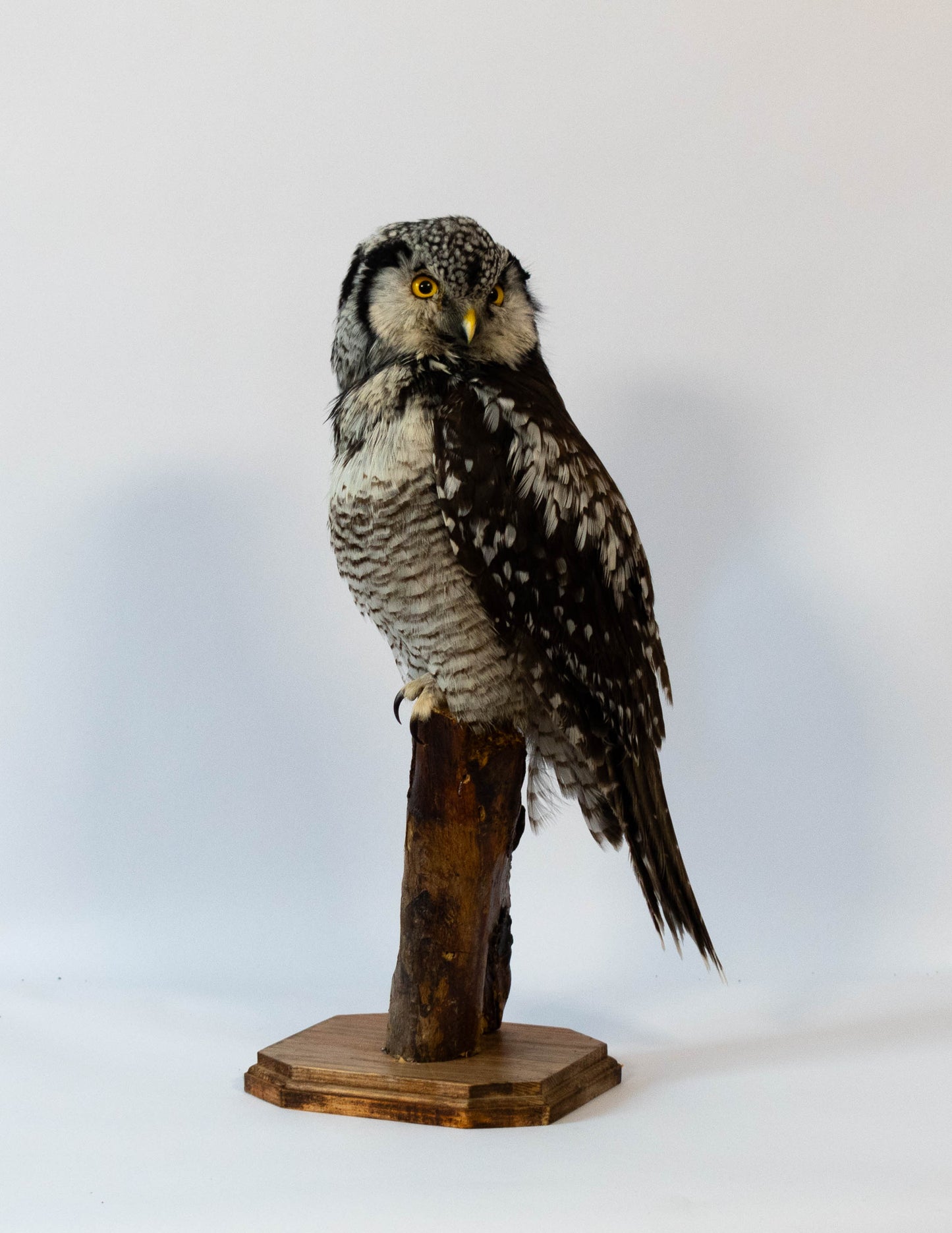 Northern Hawk-Owl Taxidermy Stand Mount For Sale