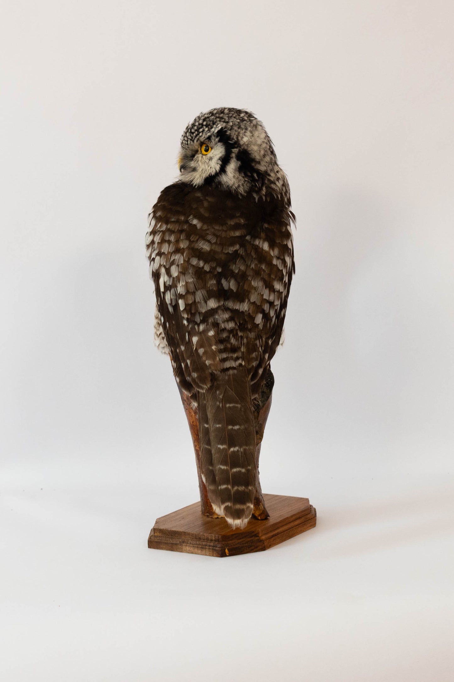 Northern Hawk-Owl Taxidermy Stand Mount For Sale