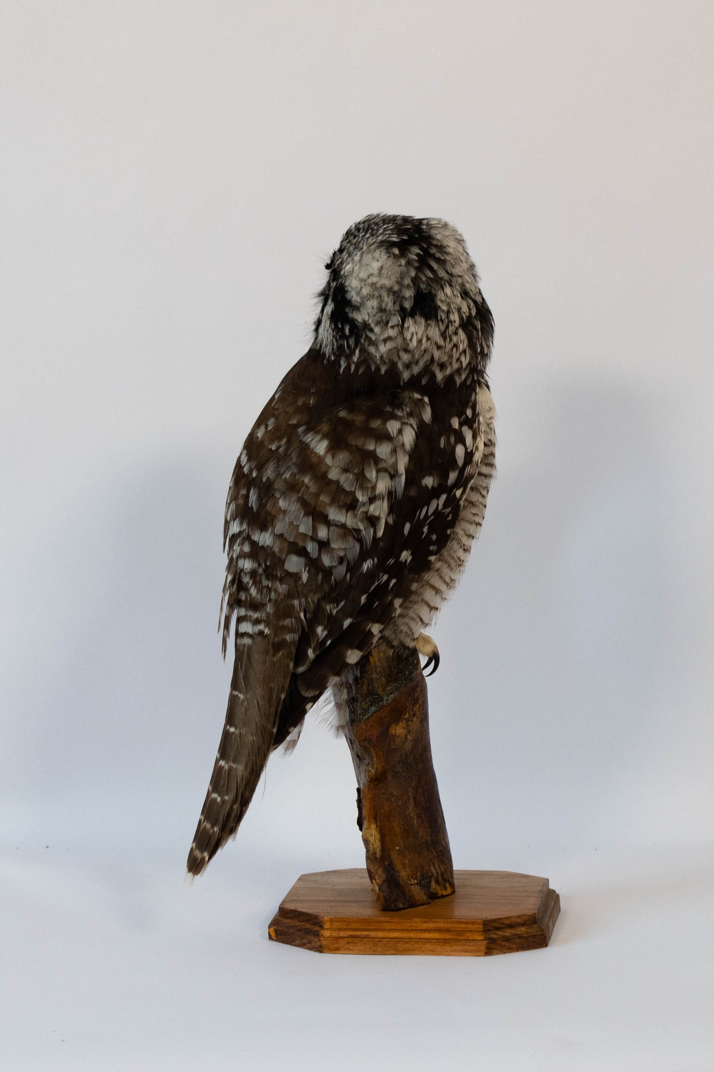 Northern Hawk-Owl Taxidermy Stand Mount For Sale