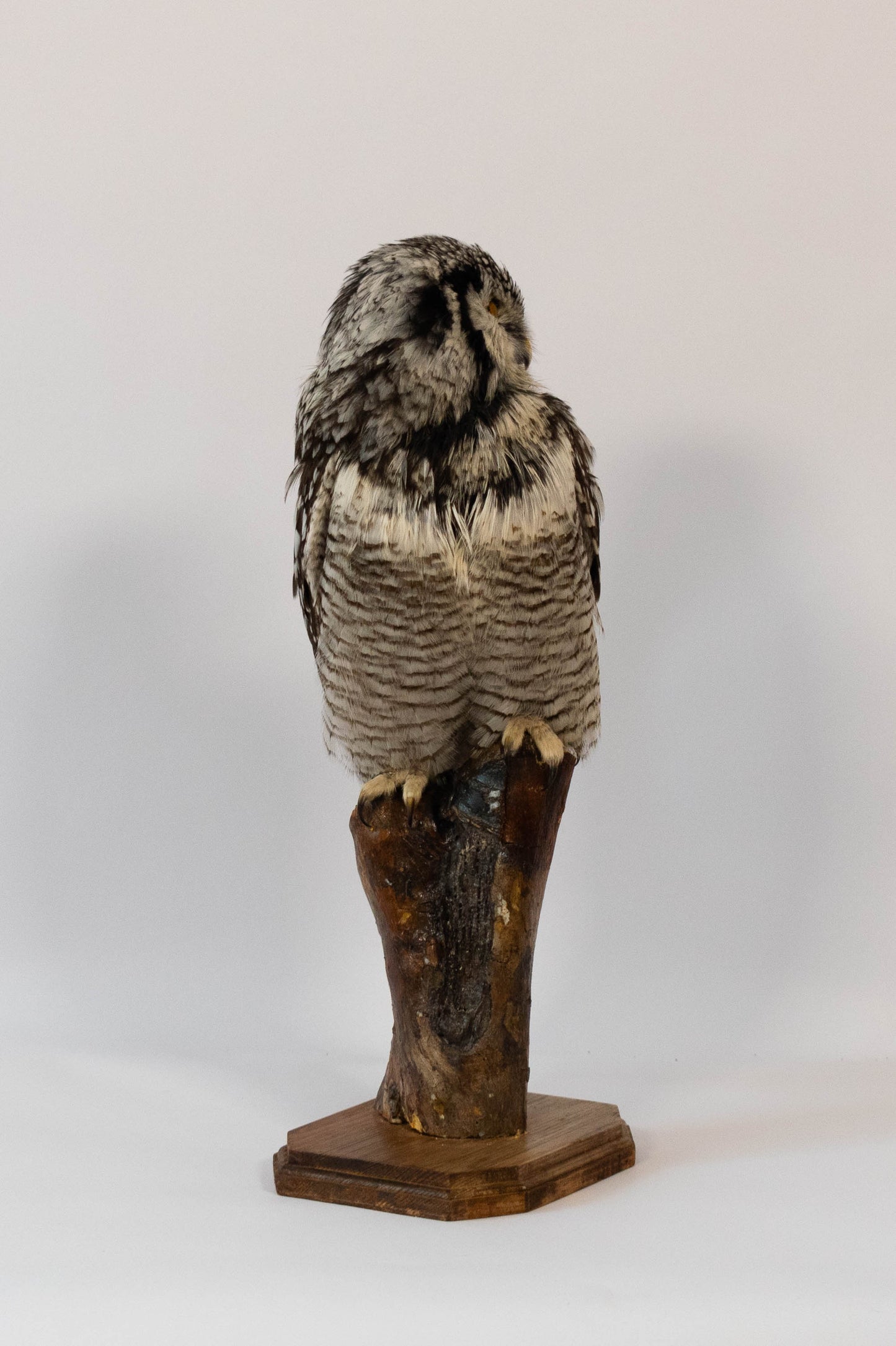 Northern Hawk-Owl Taxidermy Stand Mount For Sale