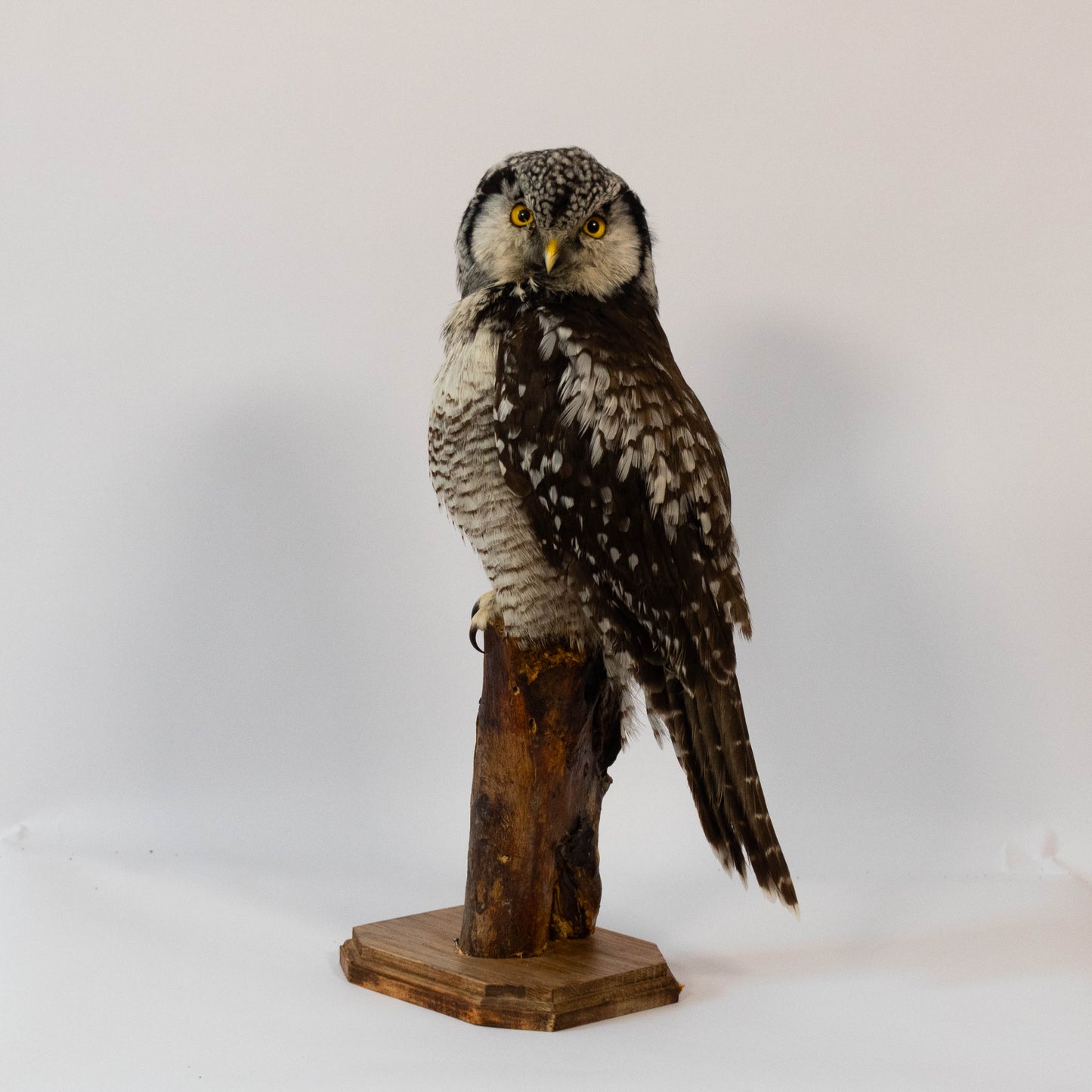 Northern Hawk-Owl Taxidermy Stand Mount For Sale