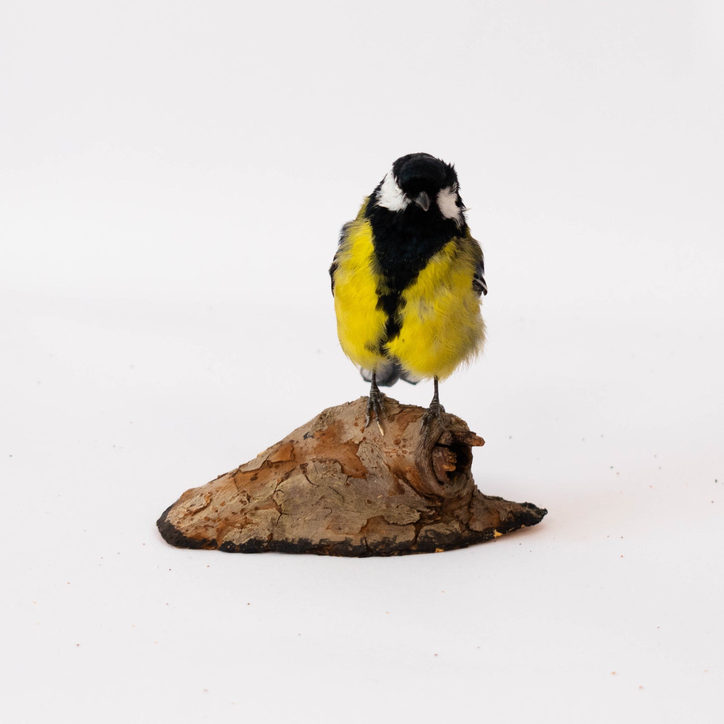 Mésange Charbonnière Empaillée Murale À Vendre
