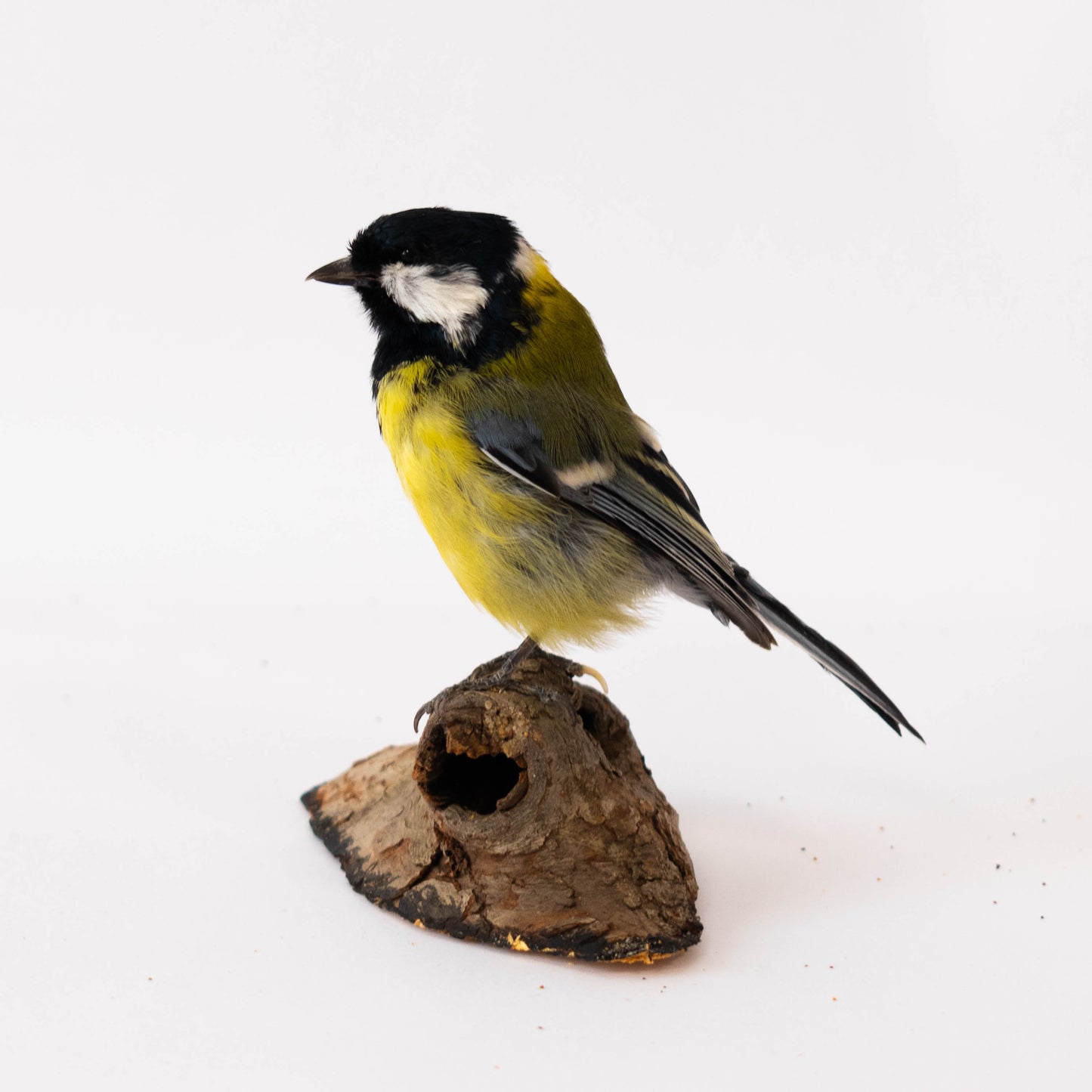 Mésange Charbonnière Empaillée Murale À Vendre