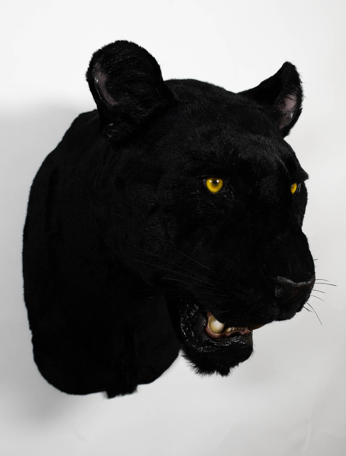 Replica Taxidermy Black Panther Wall mount Head Shoulder Stuffed African Life size