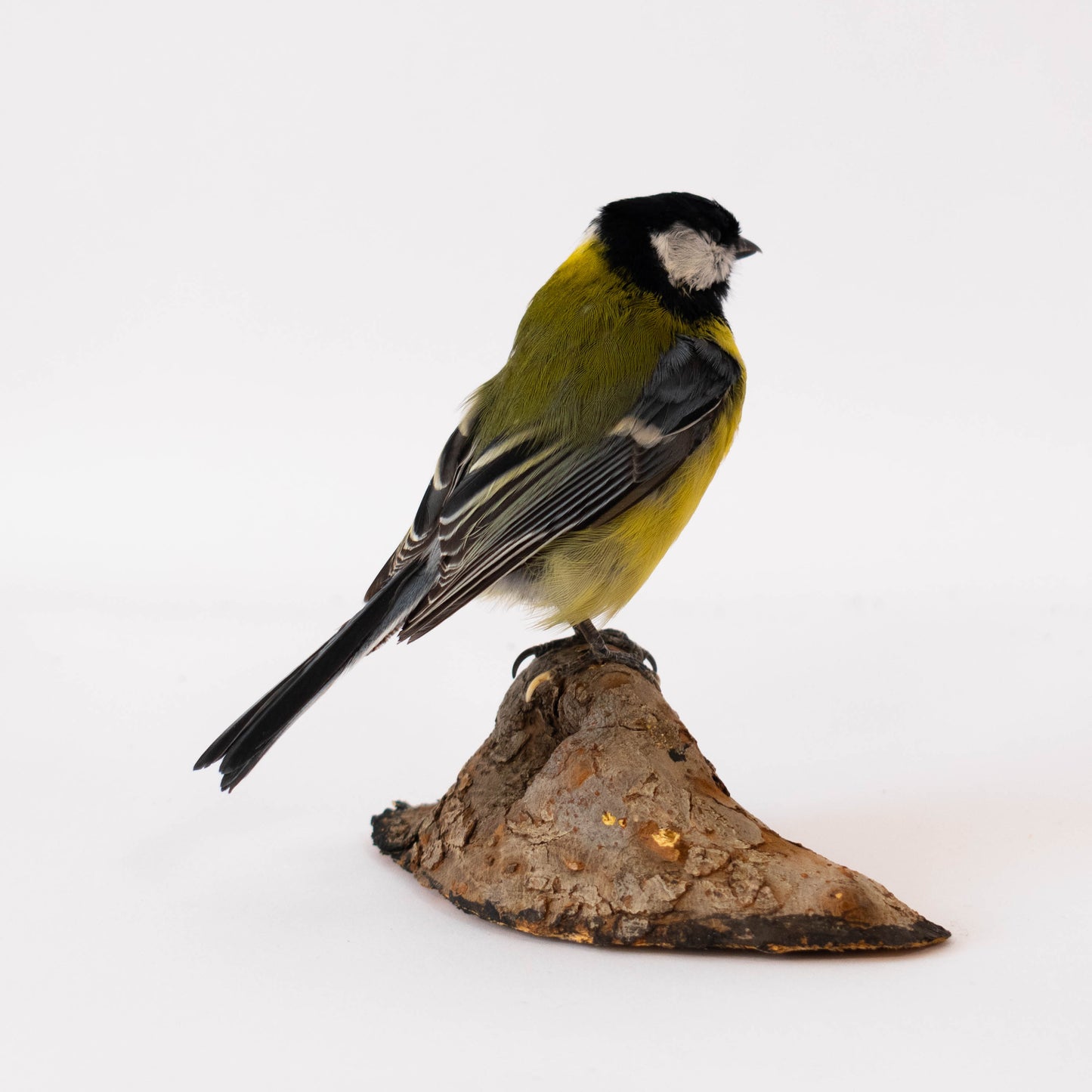 Mésange Charbonnière Empaillée Murale À Vendre