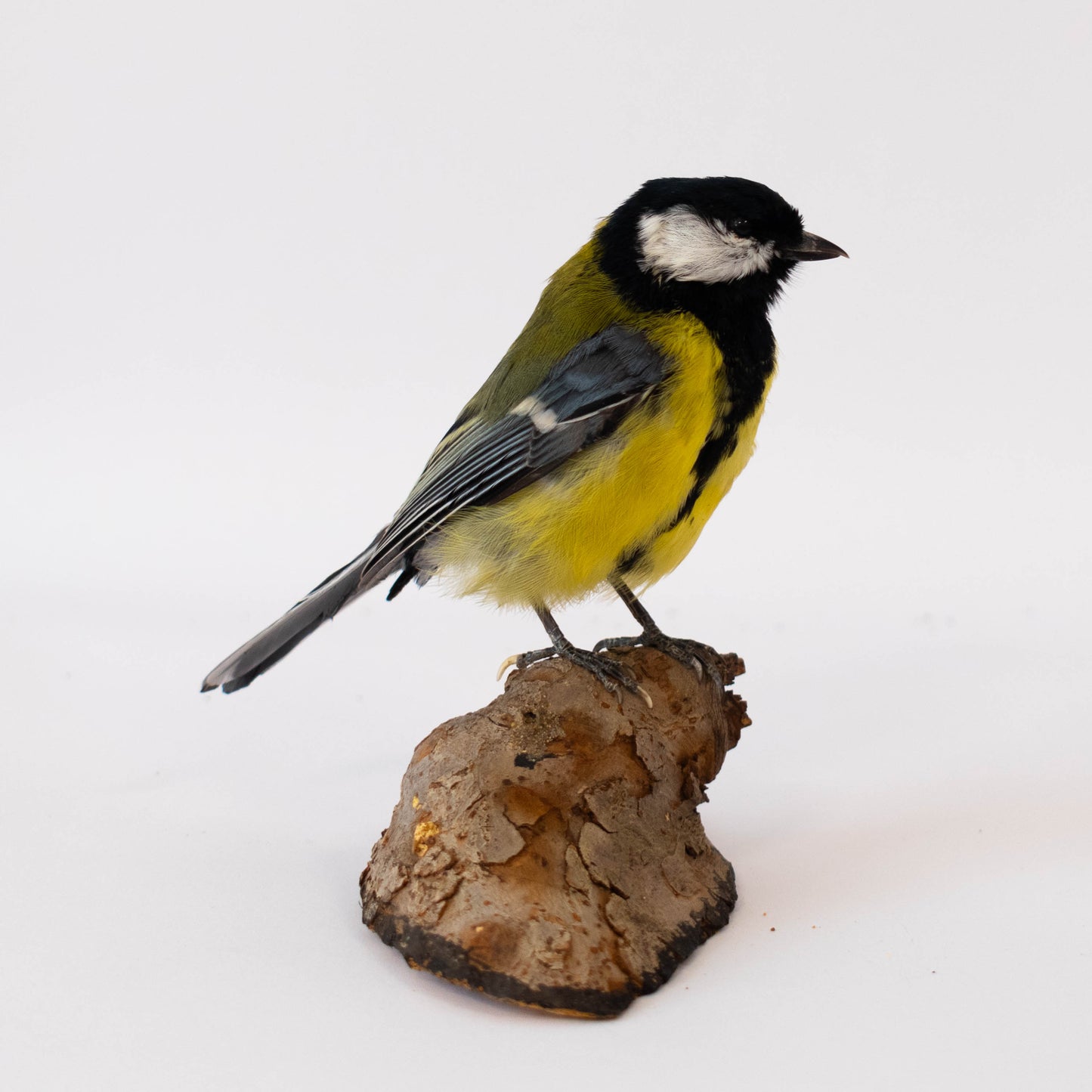 Mésange Charbonnière Empaillée Murale À Vendre