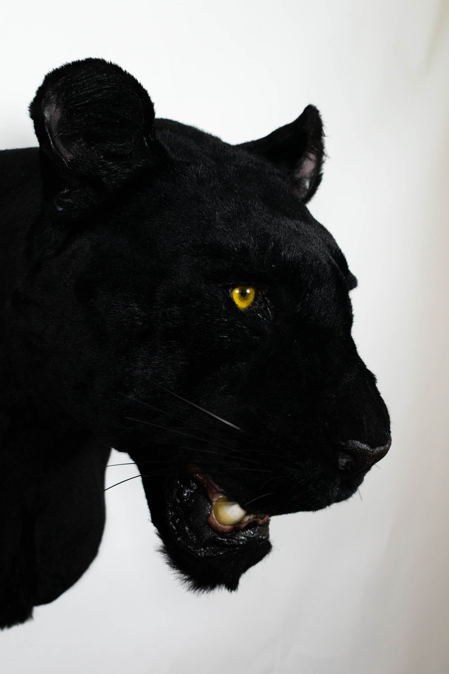 Replica Taxidermy Black Panther Wall mount Head Shoulder Stuffed African Life size