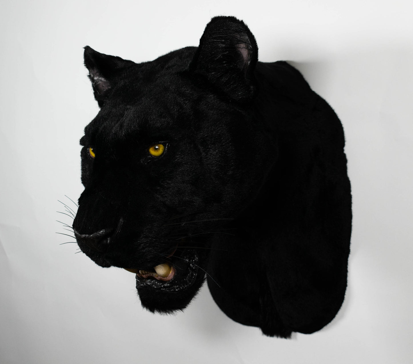 Replica Taxidermy Black Panther Wall mount Head Shoulder Stuffed African Life size