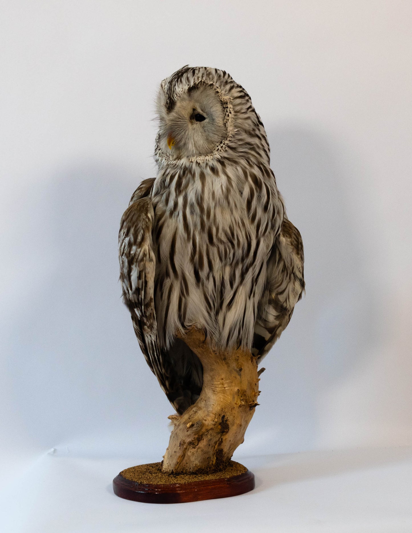 Hibou moyen-duc naturalisé pour fixation murale à vendre
