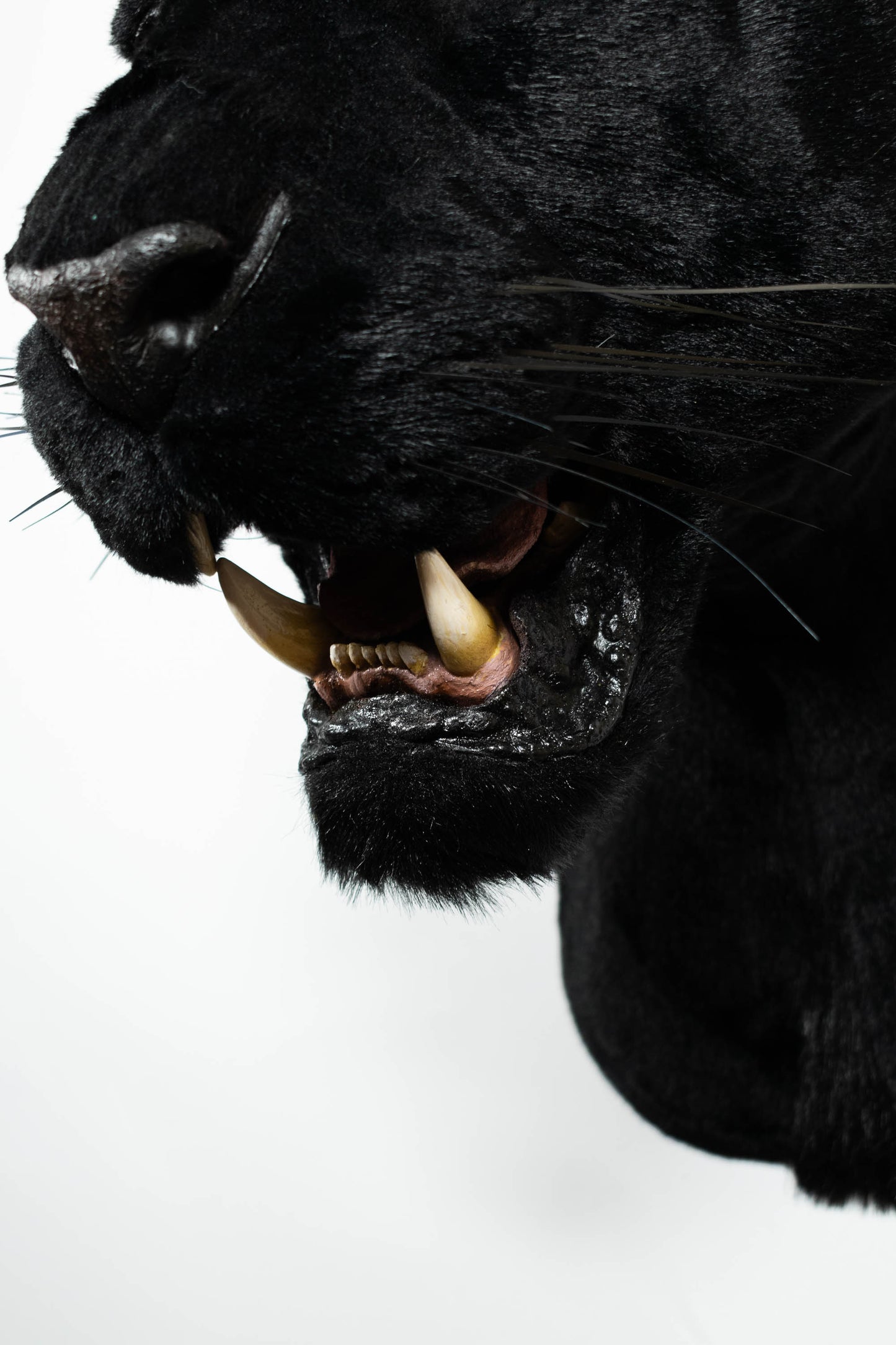Replica Taxidermy Black Panther Wall mount Head Shoulder Stuffed African Life size