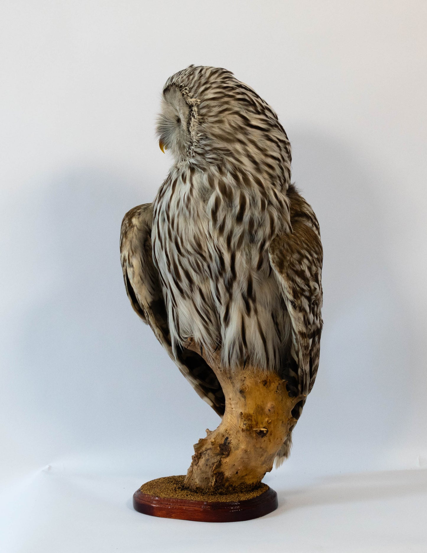 Hibou moyen-duc naturalisé pour fixation murale à vendre