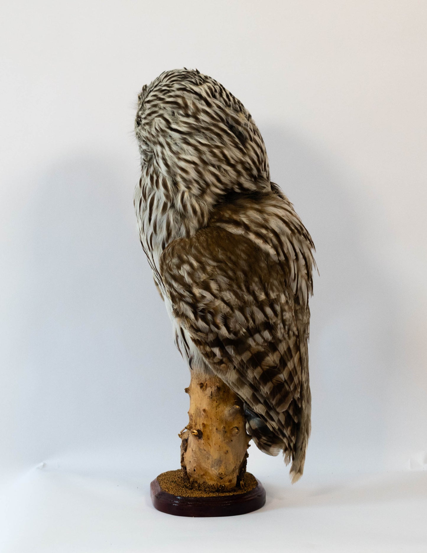 Hibou moyen-duc naturalisé pour fixation murale à vendre