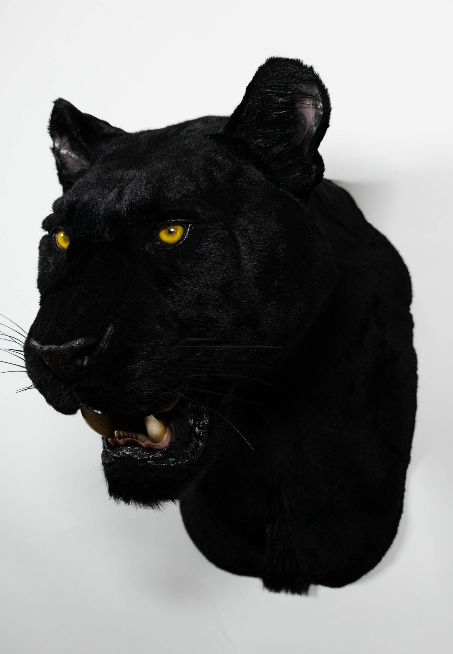 Replica Taxidermy Black Panther Wall mount Head Shoulder Stuffed African Life size