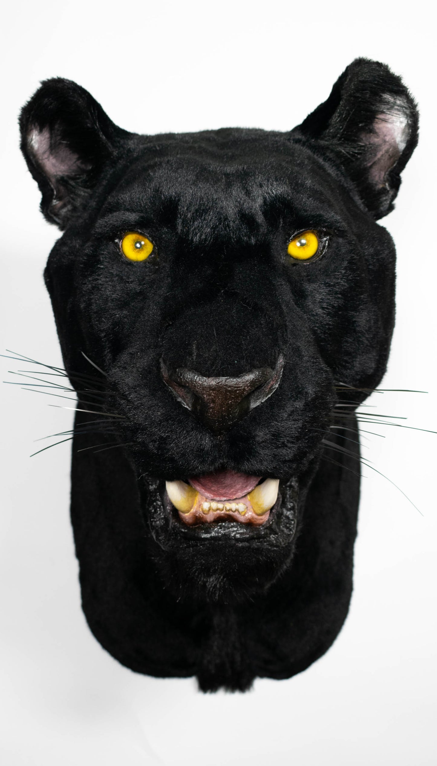 Replica Taxidermy Black Panther Wall mount Head Shoulder Stuffed African Life size