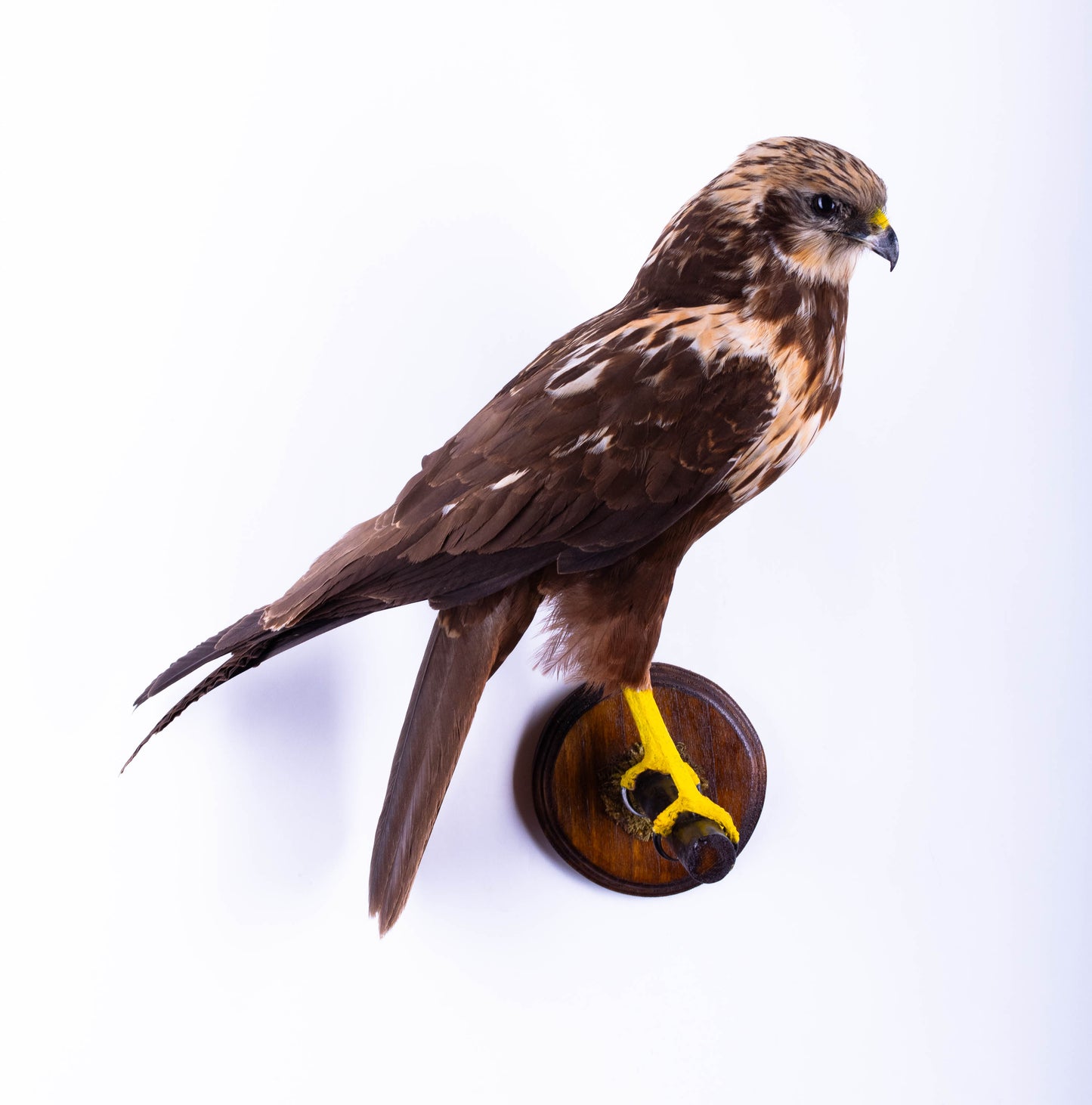 Western Marsh Harrier Taxidermy Wall Mount For Sale