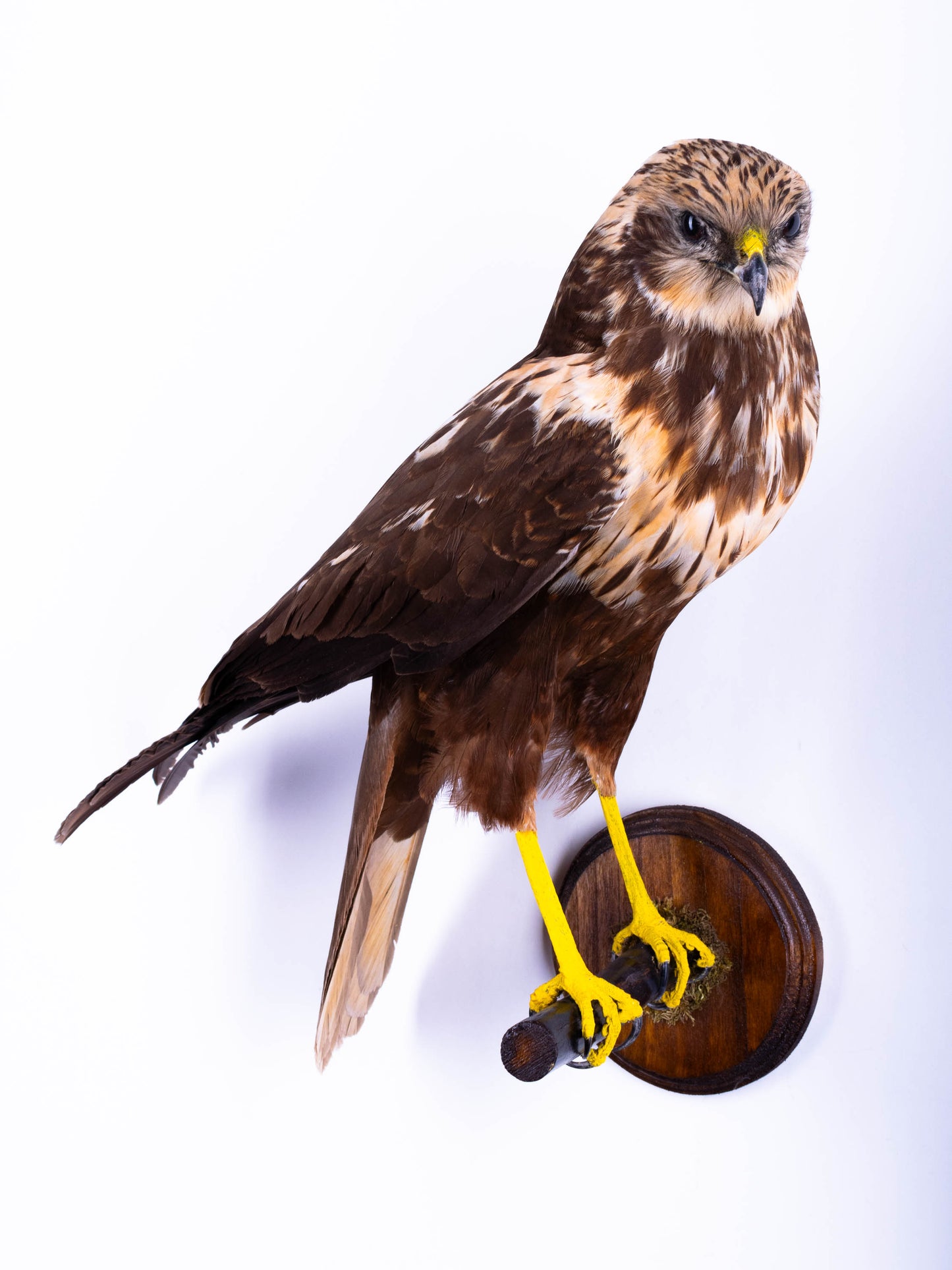 Western Marsh Harrier Taxidermy Wall Mount For Sale