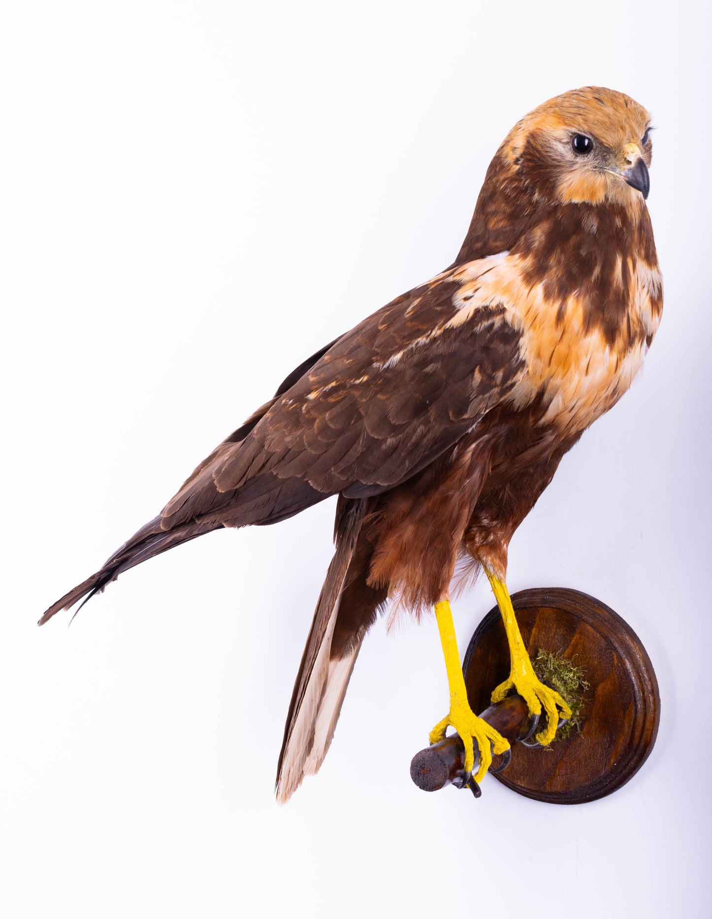 Western Marsh Harrier Taxidermy Wall Mount For Sale