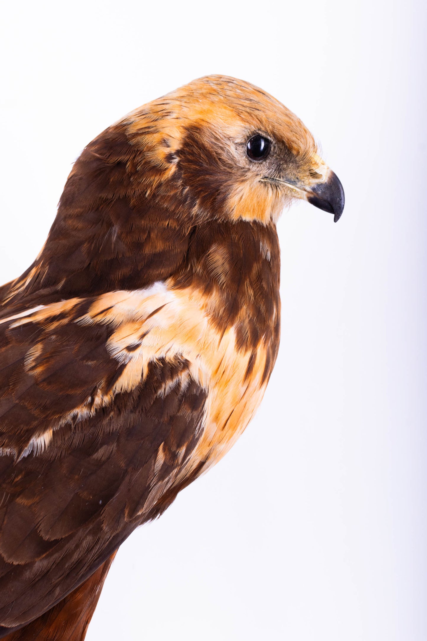 Western Marsh Harrier Taxidermy Wall Mount For Sale