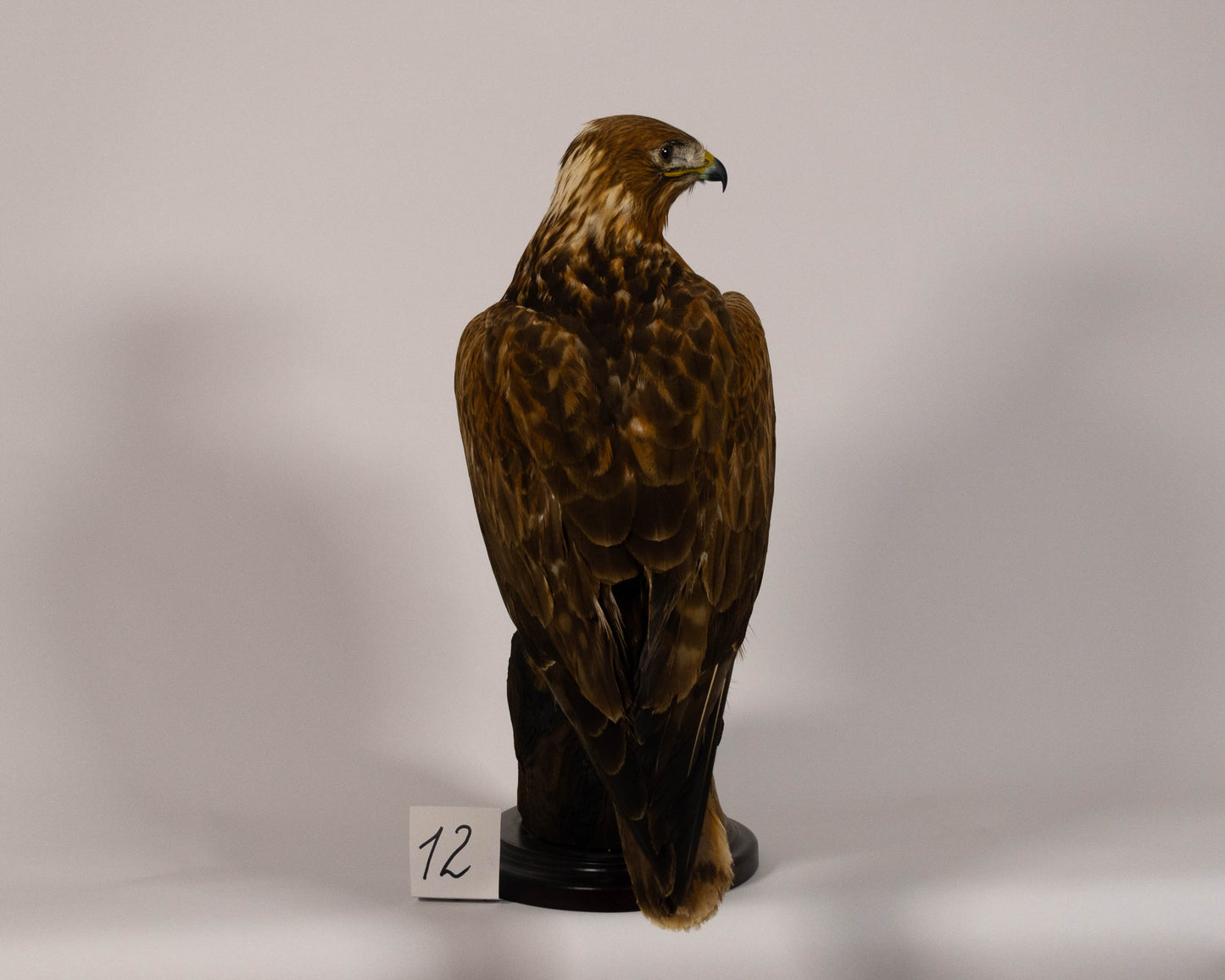 Red Kite Taxidermy Stand Mount For Sale