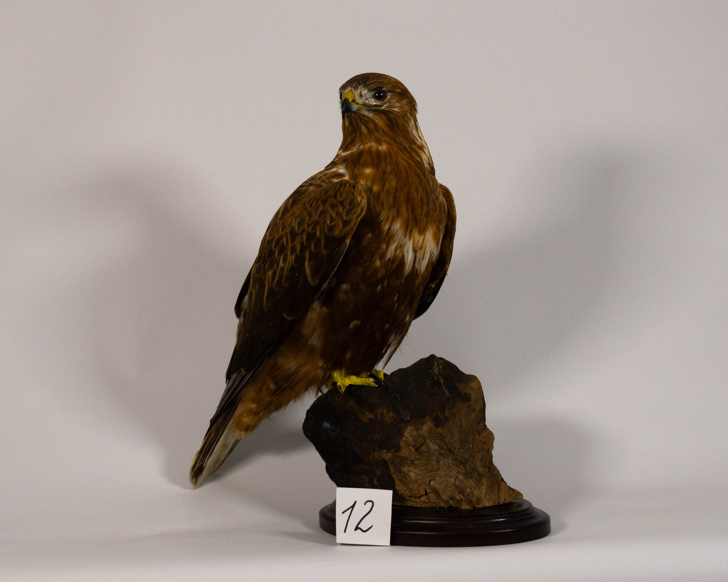 Red Kite Taxidermy Stand Mount For Sale