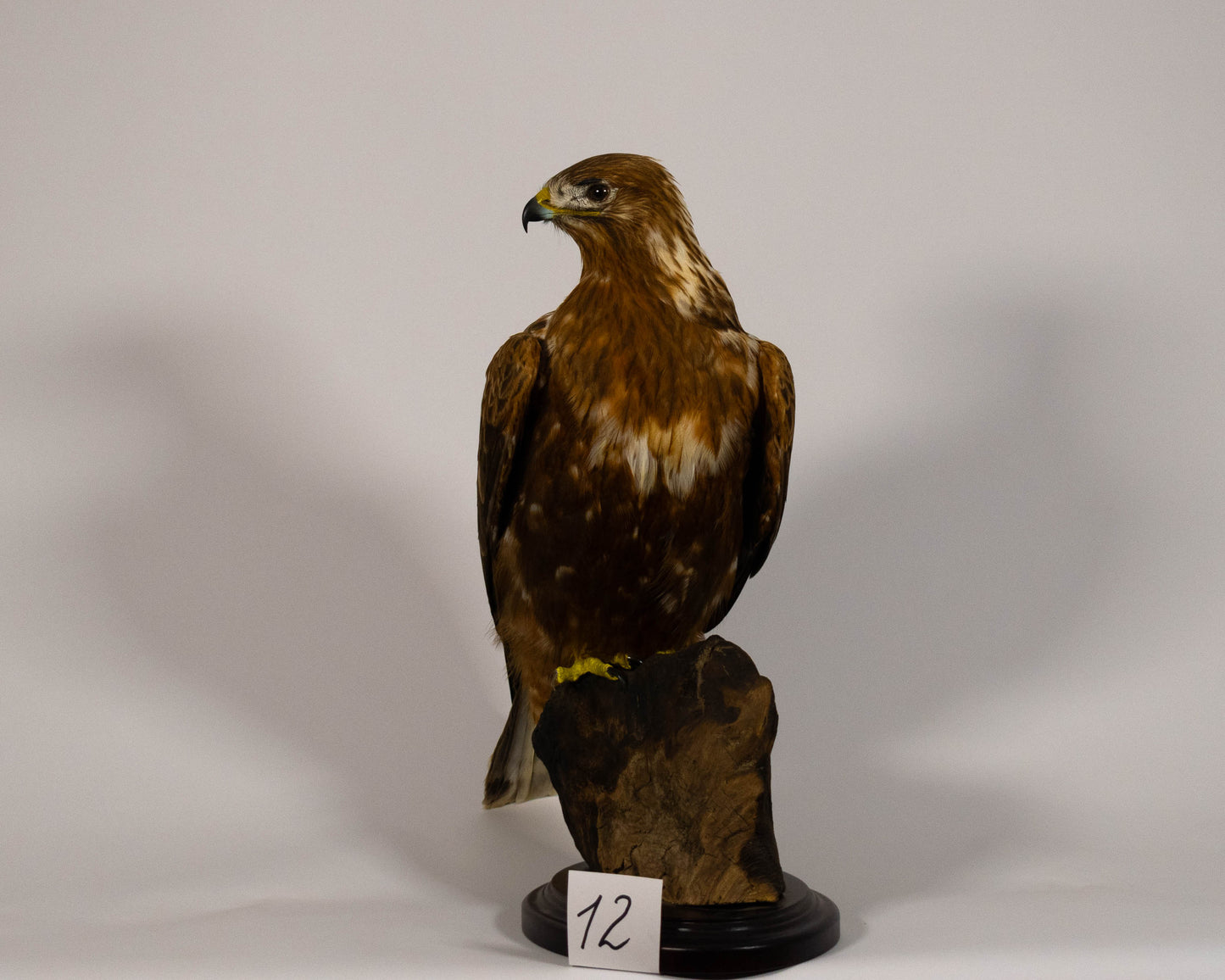 Red Kite Taxidermy Stand Mount For Sale
