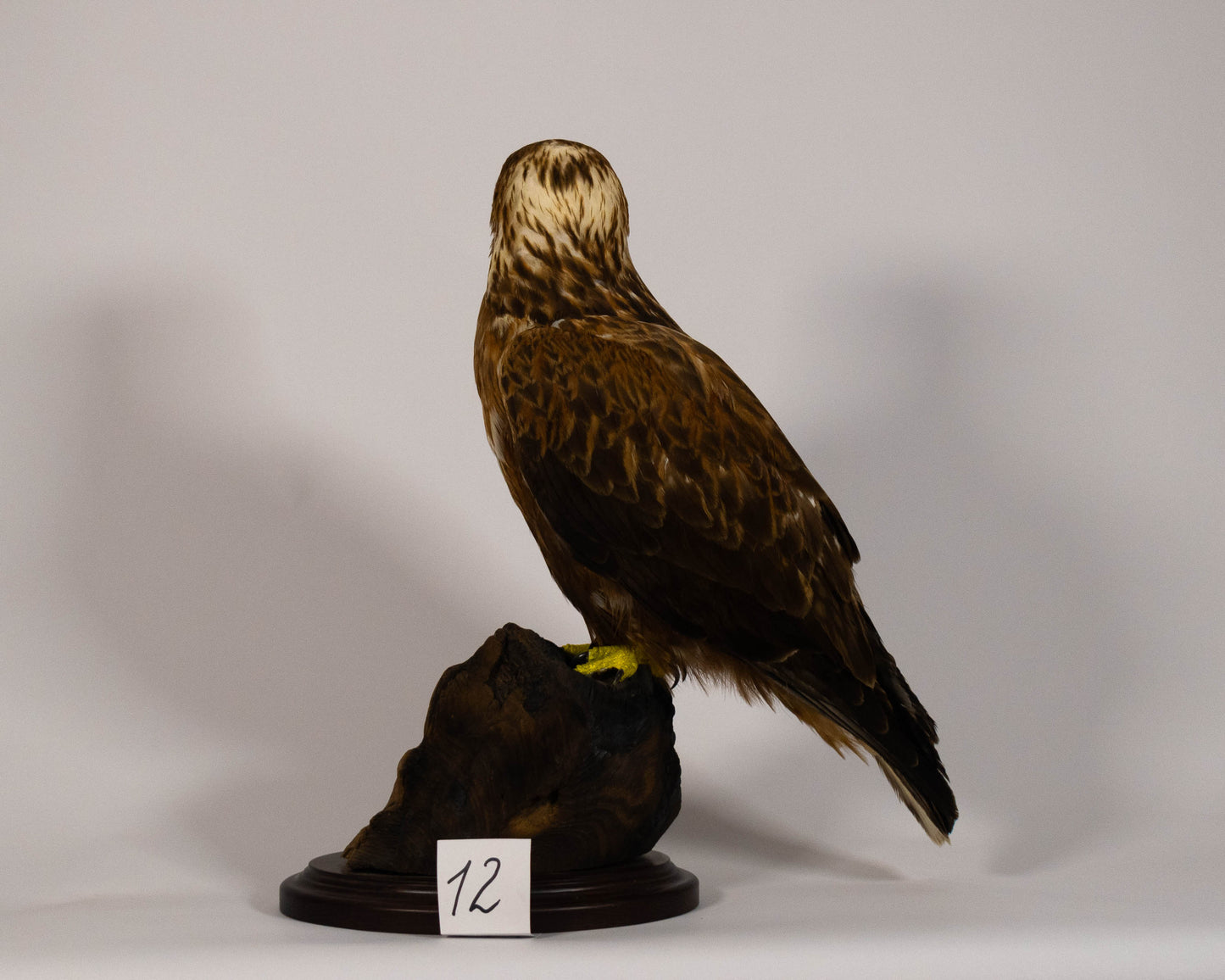 Red Kite Taxidermy Stand Mount For Sale